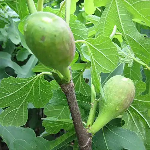 Feigenbaum Müllers Grüner Garten Shop Pfälzer Fruchtfeige