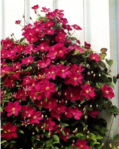 Die beste Clematis-Pflanzen PlantaPro Clematis Ville de Lyon® 2026 Test Bestseller Clematis-Pflanzen PlantaPro Clematis Ville de Lyon®
