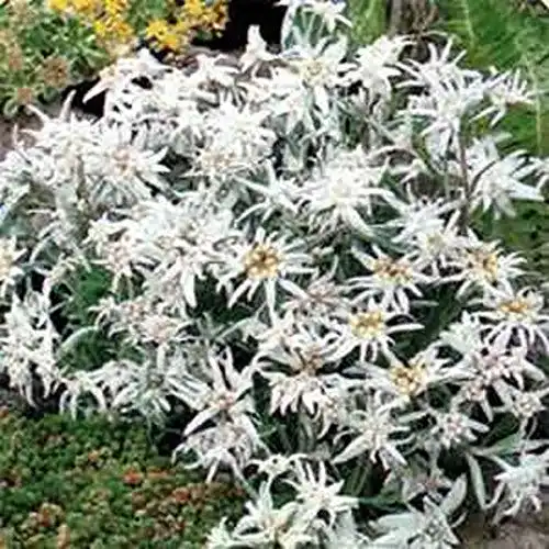 Edelweiß-Samen SVI (Leontopodium Alpinum) 100 Samen