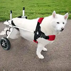 Hunderollstuhl PLDDY für große Hunde, von 8-15 Kg