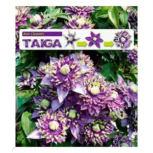 Kletterpflanze BALDUR Garten Gefüllte Clematis Taiga® 1 Pflanze