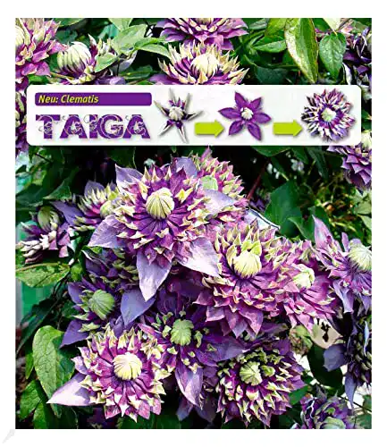 Kletterpflanze BALDUR Garten Gefüllte Clematis Taiga® 1 Pflanze