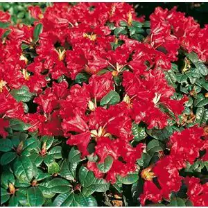 Rhododendron Rot PlantaPro Zwerg Rhododendron Scarlet Wonder