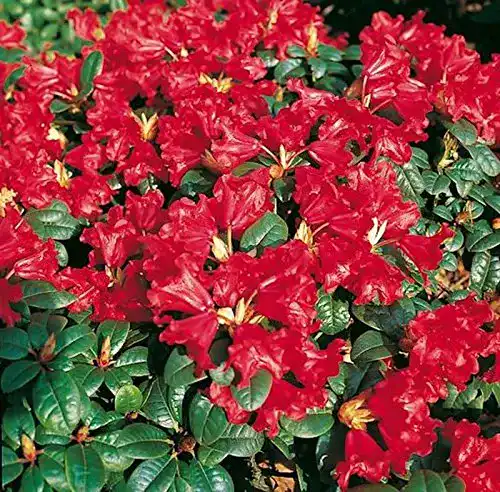 Rhododendron Rot PlantaPro Zwerg Rhododendron Scarlet Wonder