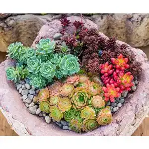 Sedum-Samen KräuMa Sedum Mischung, min. 300 Samen