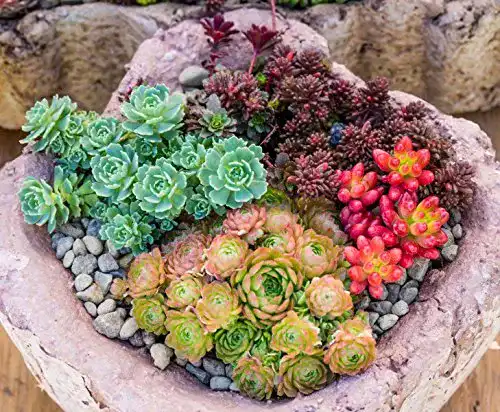 Die beste Sedum-Samen KräuMa Sedum Mischung, min. 300 Samen 2026 Test Bestseller Sedum-Samen KräuMa Sedum Mischung, min. 300 Samen