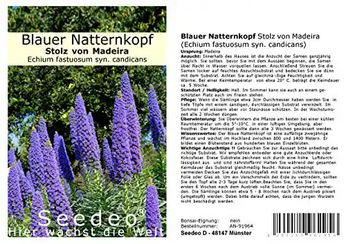 Natternkopf-Samen Seedeo Blauer Natternkopf Stolz von Madeira