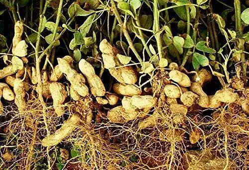 Erdnuss-Samen rareseeds 100 Samen Arachis hypogaea