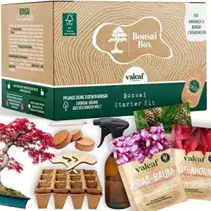 Bonsai-Starter-Kit valeaf Bonsai Starter Kit Dein eigener Bonsai