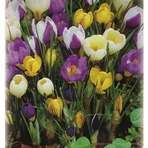 Krokuszwiebeln Blumenhandel Ullrich 100 gemischte Krokusse