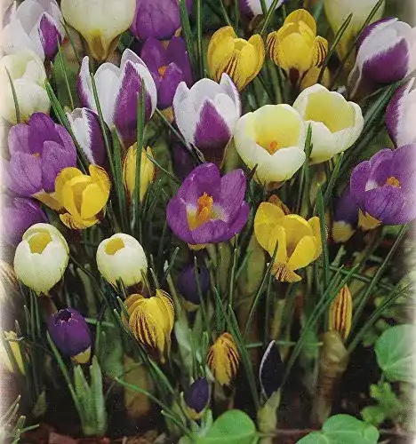 Krokuszwiebeln Blumenhandel Ullrich 100 gemischte Krokusse