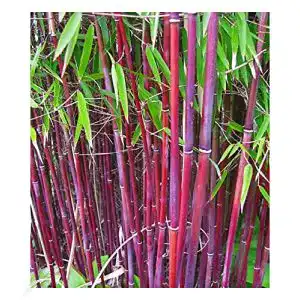 Bambus-Pflanze BALDUR Garten Roter Bambus ‘Chinese Wonder’