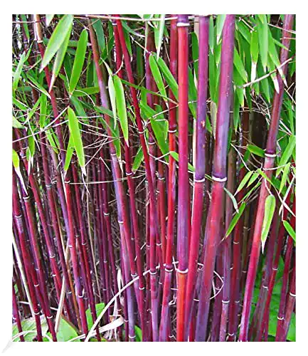 Bambus-Pflanze BALDUR Garten Roter Bambus ‘Chinese Wonder’