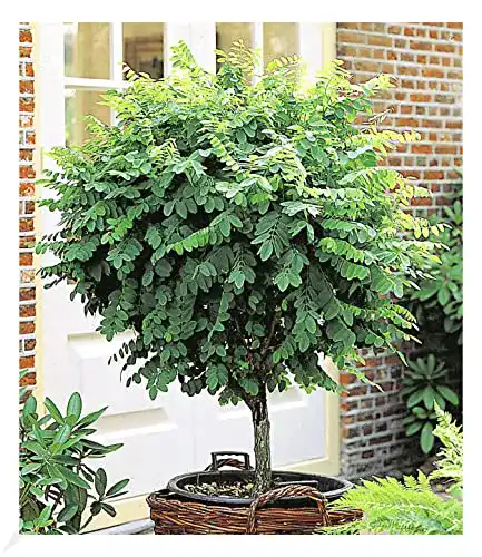 Die beste Zierbäume winterhart BALDUR Garten Kugel-Akazien-Stämmchen 2026 Test Bestseller Zierbäume winterhart BALDUR Garten Kugel-Akazien-Stämmchen