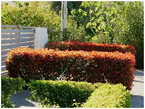 Glanzmispel Stauden Gänge 10 x Photinia fraseri