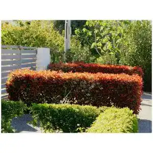 Glanzmispel Stauden Gänge 25 x Photinia fraseri ‘Little Red Robin‘