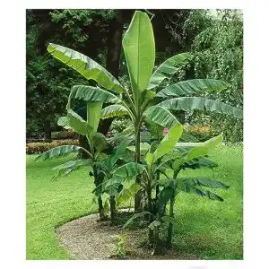 Bananenpflanze BALDUR Garten Winterharte Bananen ‘grün’