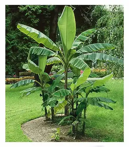 Bananenpflanze BALDUR Garten Winterharte Bananen ‘grün’