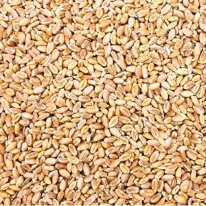 Futterweizen Petigi 10 kg Weizen gereinigt, Ernte 2021