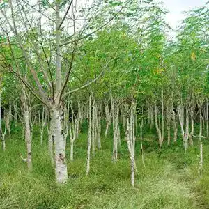 Moringa-Samen SVI 10 Samen Moringa oleifera, schnellwüchsig