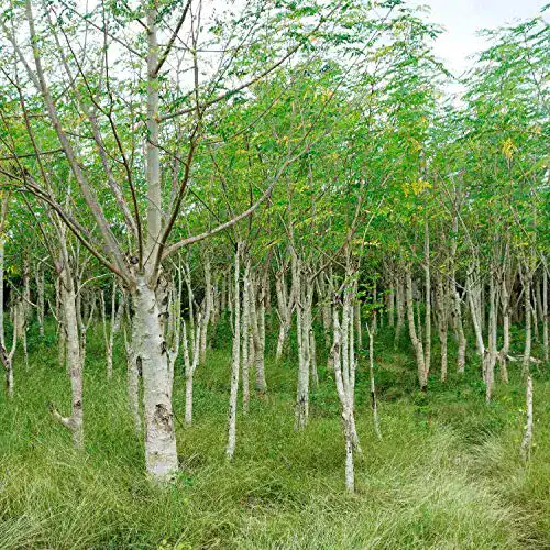 Moringa-Samen SVI 10 Samen Moringa oleifera, schnellwüchsig