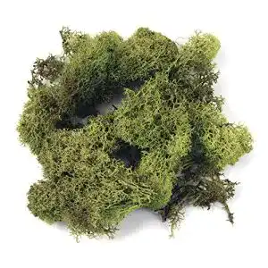 Islandmoos Rayher 8500311, hellgrün, Btl. 1 kg, echtes Natur-Moos