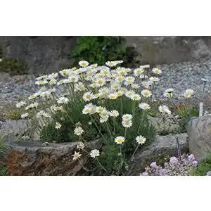 Gänseblümchen-Samen Grow Your Secret Garden, 60 Samen