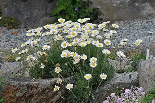 Gänseblümchen-Samen Grow Your Secret Garden, 60 Samen