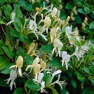 Lonicera Arborix, grüner und billiger! Japonica ‘Halliana’