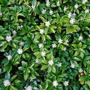 Dickmännchen Dominik Blumen und Pflanzen Japanischer Ysander