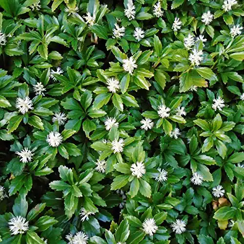 Dickmännchen Dominik Blumen und Pflanzen Japanischer Ysander