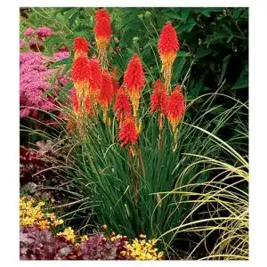 Fackellilie Stauden Gänge 3 x Kniphofia ‘Papaya Popsicle’