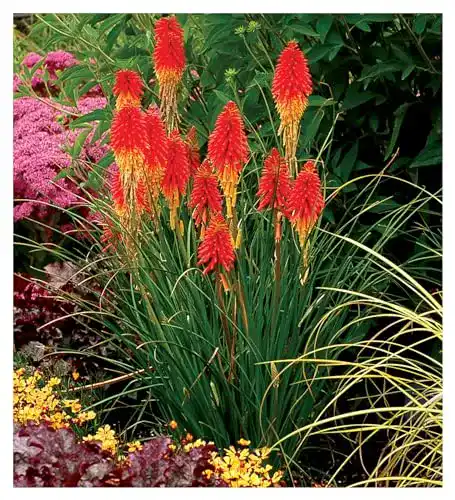 Fackellilie Stauden Gänge 3 x Kniphofia ‘Papaya Popsicle’
