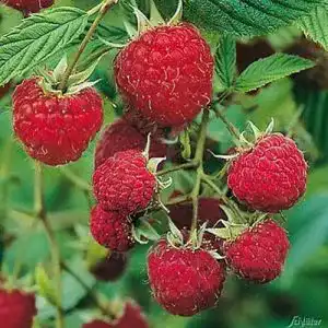 Himbeerstrauch Garten Schlüter Himbeere ‘Aroma Queen’