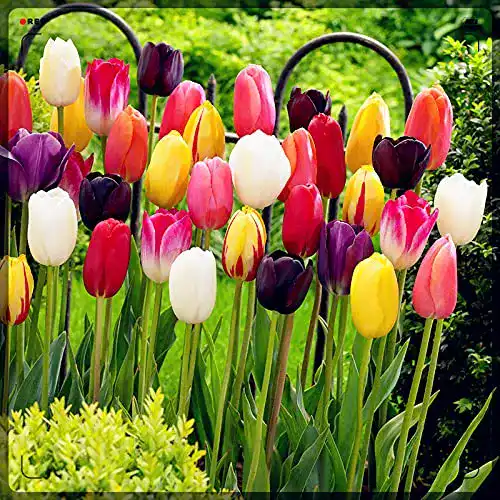 Tulpenzwiebeln Vmoli, seltene Pflanzen, 25 Zwiebeln