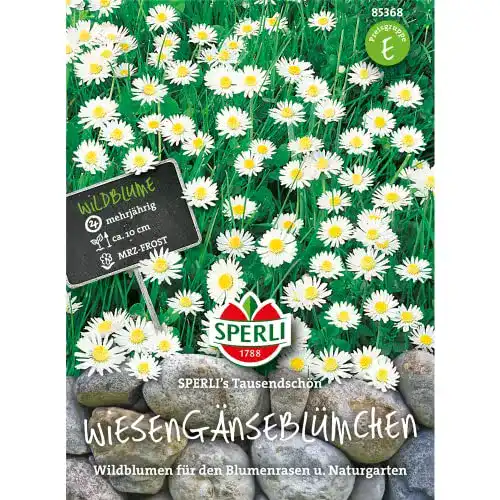 Gänseblümchen-Samen Sperli 85368 Wiesengänseblümchen
