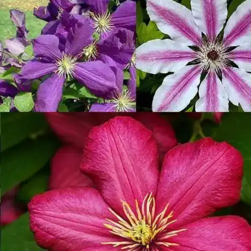 Die beste Clematis-Pflanzen ClematisOnline 3 x Clematis Kletterplanzen Mix 2026 Test Bestseller Clematis-Pflanzen ClematisOnline 3 x Clematis Kletterplanzen Mix