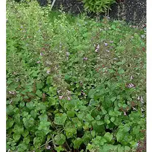 Bergminze Baumschule Wald Menthe Calamintha sylvatica