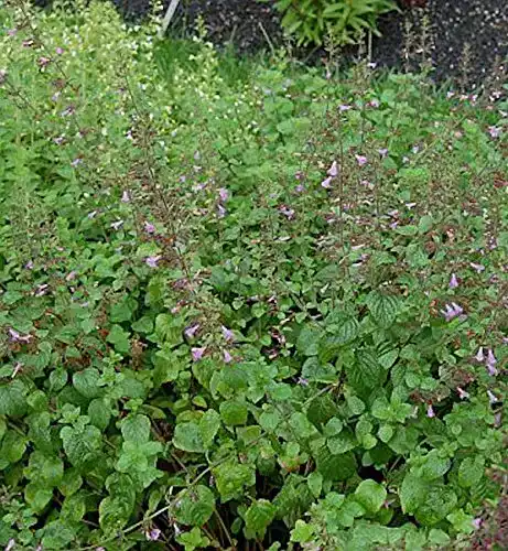 Bergminze Baumschule Wald Menthe Calamintha sylvatica