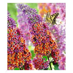 Sommerflieder BALDUR Garten Buddleia “Flower Power”, 1 Pflanze