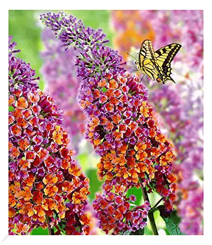 Schmetterlingsstrauch BALDUR Garten Flower Power, 1 Pflanze