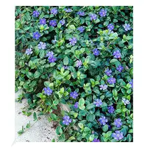 Bodendecker BALDUR Garten Winterharter Vinca Minor ‘Blau’