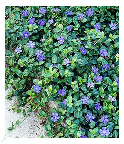 Die beste Bodendecker BALDUR Garten Winterharter Vinca Minor 'Blau' 2026 Test Bestseller Bodendecker BALDUR Garten Winterharter Vinca Minor ‘Blau’