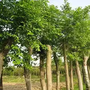 Buchensamen LNuyoah 100 Stück Buche samen Multiuse Zier Staude