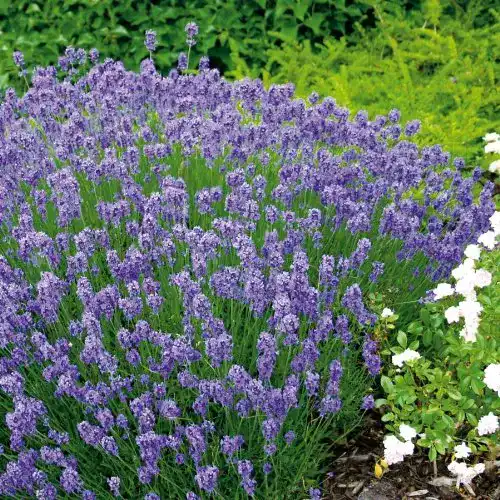 Lavendel-Samen Kiepenkerl Lavendel, ‘mehrjährig’