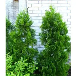 Thuja Baumschule Bultjer Lebensbaum “Brabant” 60-70 cm 20 St.