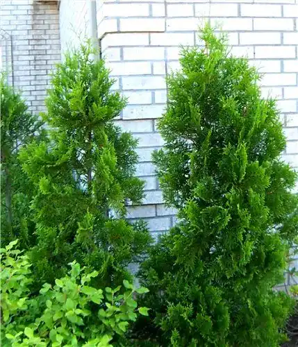 Thuja Baumschule Bultjer Lebensbaum “Brabant” 60-70 cm 20 St.