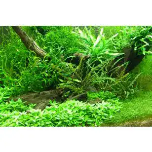 Aquarium-Pflanzen Mühlan Wasserpflanzen Mühlan