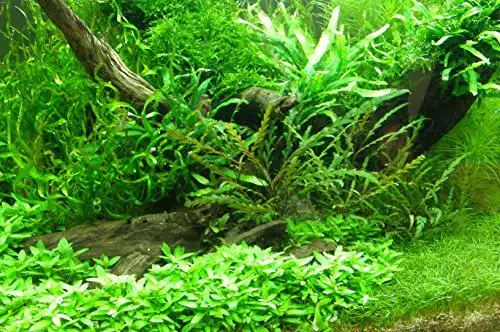 Aquarium-Pflanzen Mühlan Wasserpflanzen Mühlan