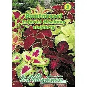Buntnessel-Samen Chrestensen Buntnessel Erfurter Mischung